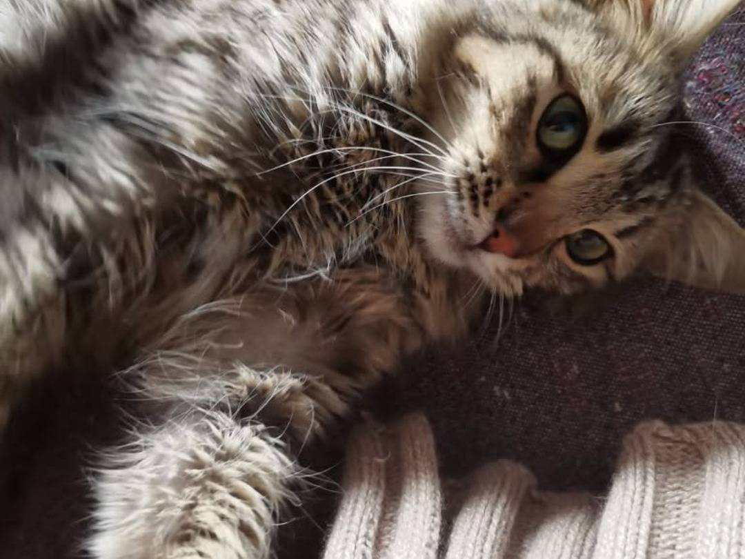 Adotta un gatto, femmina, 8 mesi, Crotone