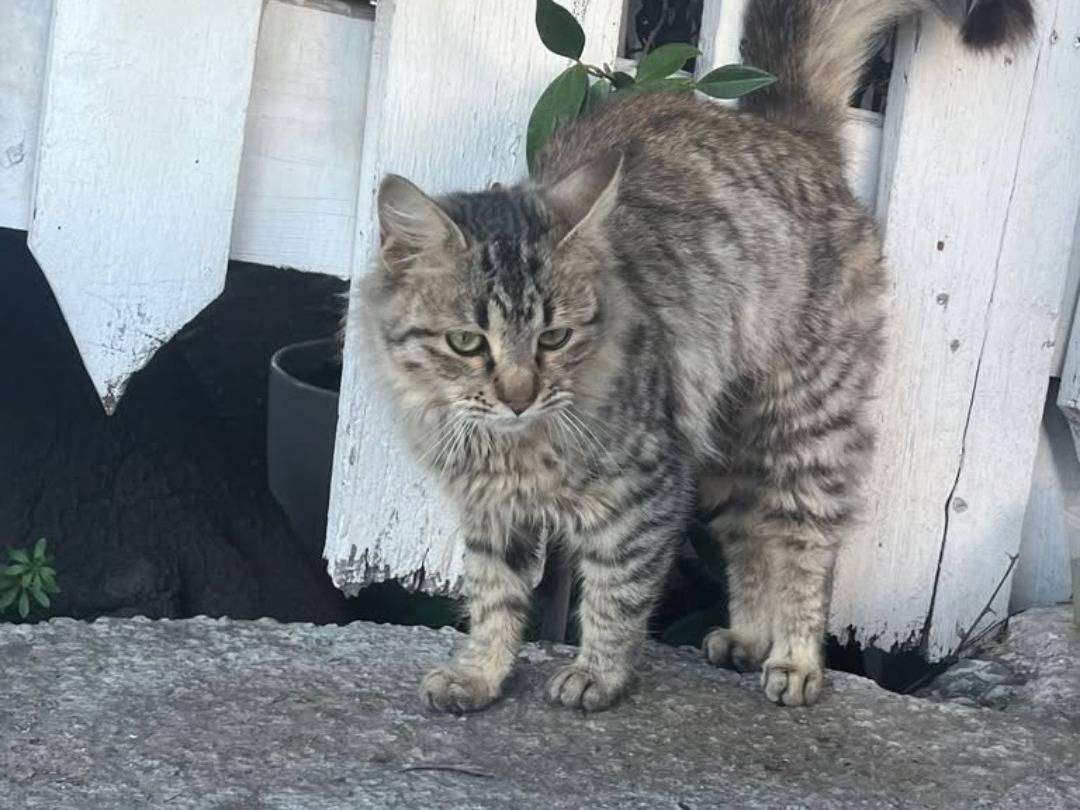 Adotta un gatto, taglia non valida, femmina, Crotone