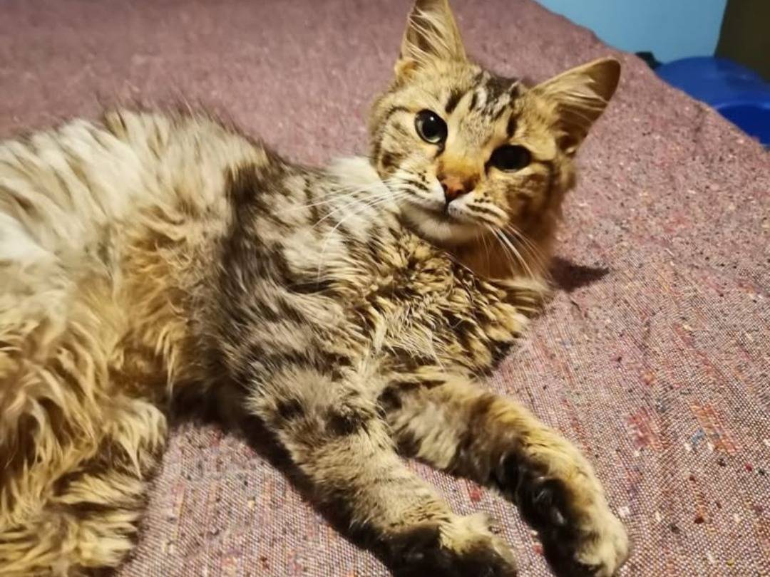 Vuoi adottare un gatto a Crotone?