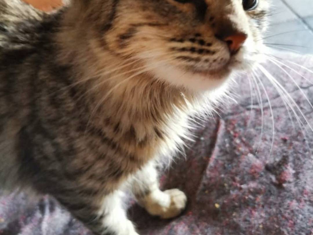 Adotta il gatto Piuma a Crotone