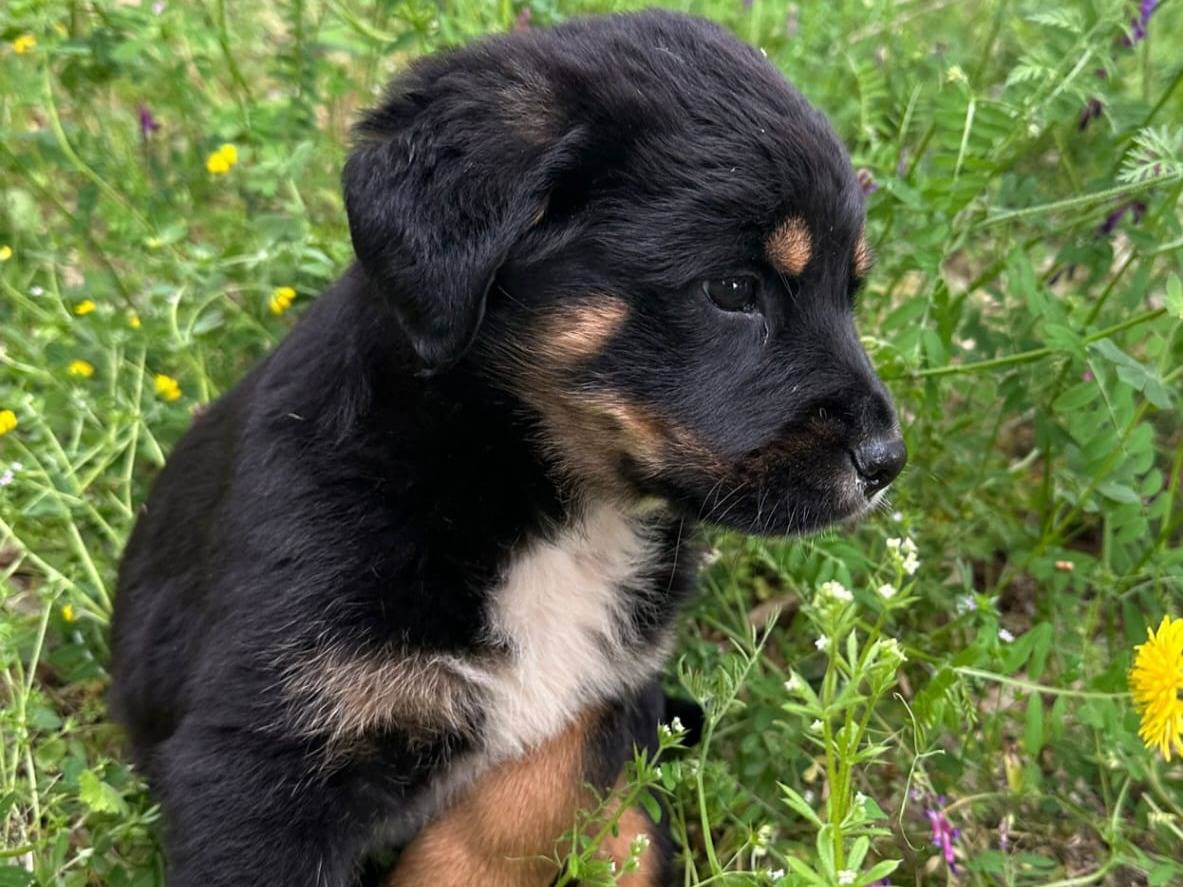 Vuoi adottare un cane a Bergamo?