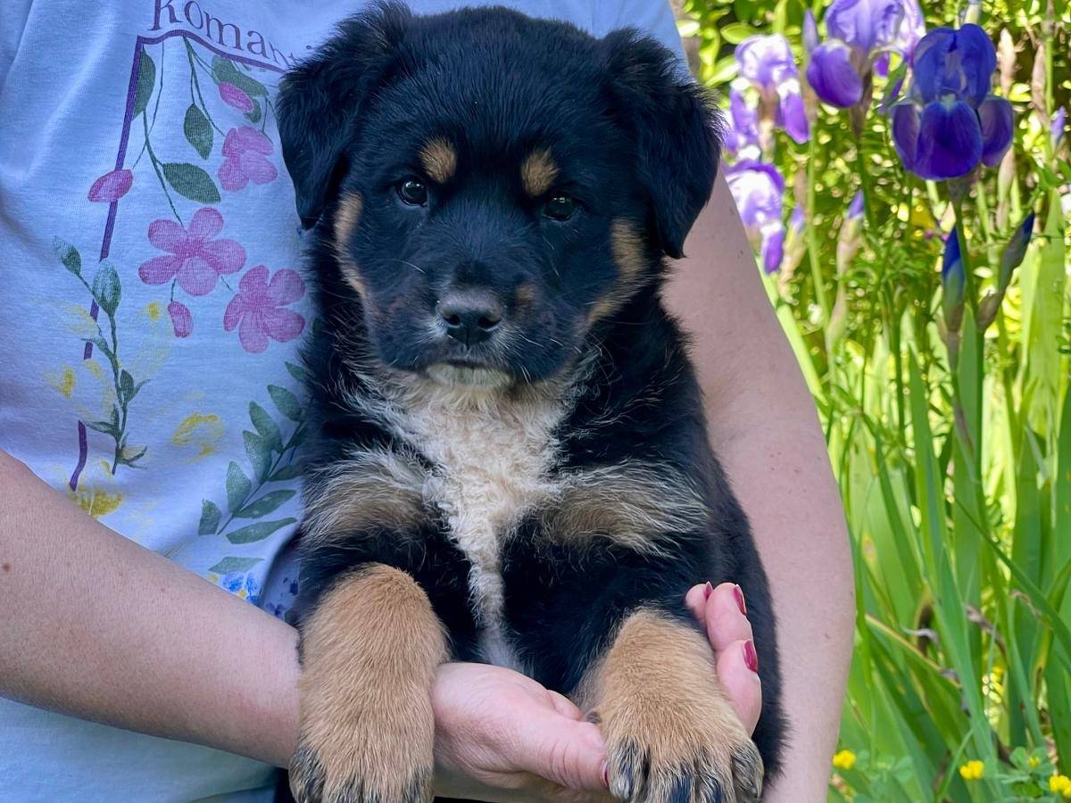 Adotta il cane Freya a Bergamo