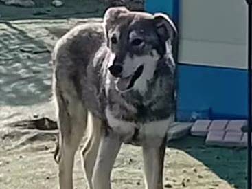 Adozione cane, maschio, Razza sconosciuta Razza sconosciuta, 8 mesi, taglia media, Cosenza