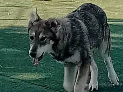 Adotta un cane, maschio, 8 mesi, Cosenza