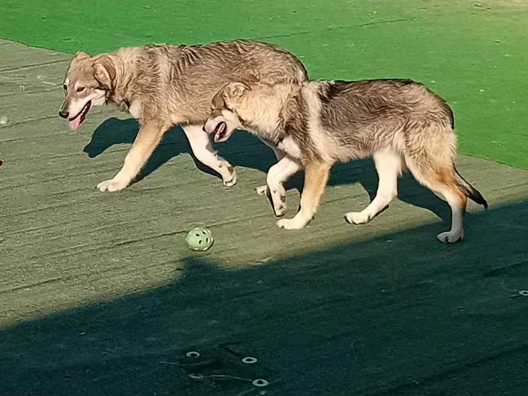 Adotta un cane, taglia media, maschio, Cosenza
