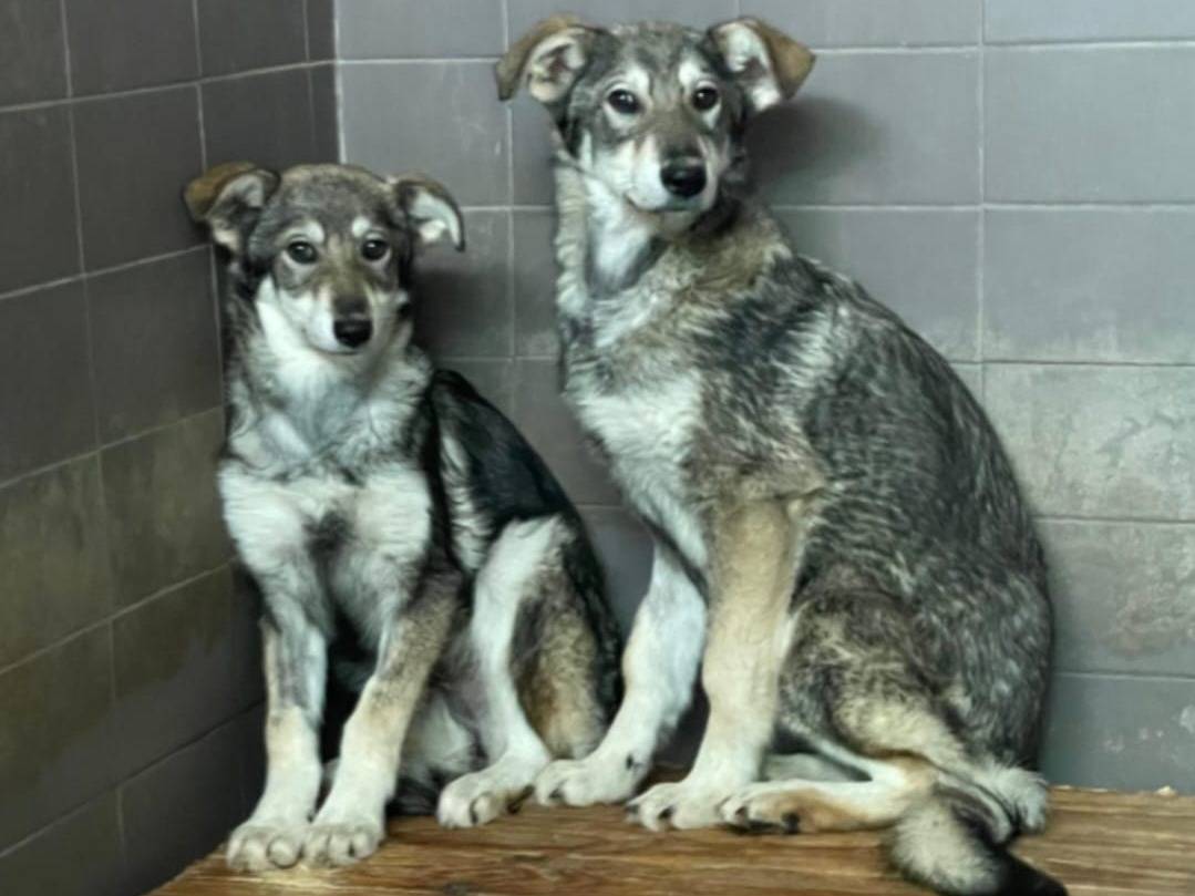 Vuoi adottare un cane a Cosenza?