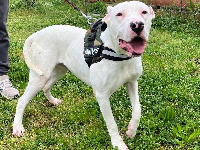 Adozione cane, maschio, Dogo Argentino Razza sconosciuta, 9 mesi, taglia grande, Milano
