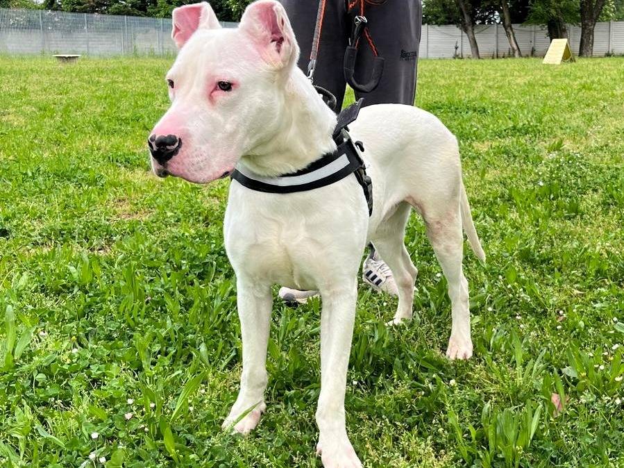 Adotta un cane, maschio, 9 mesi, Milano