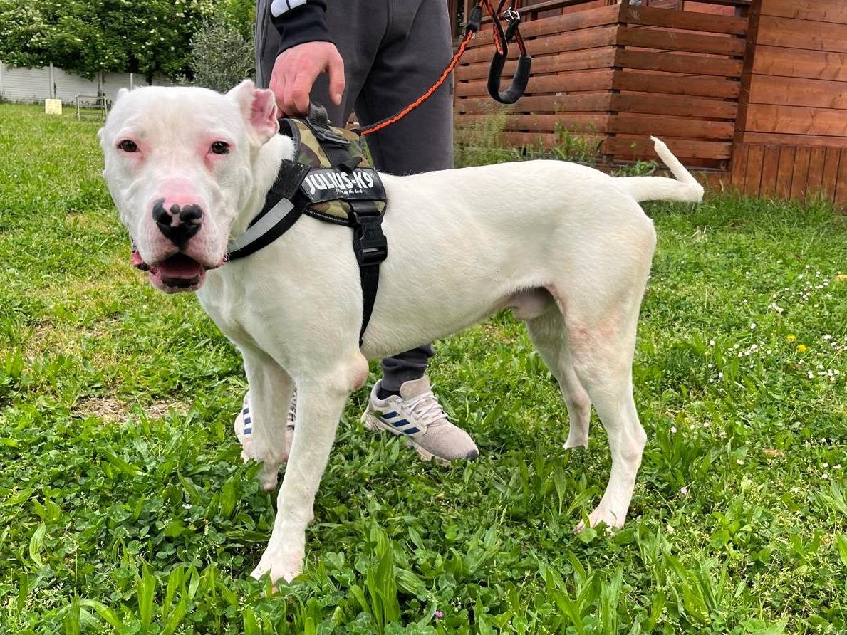 Adotta un cane, taglia grande, maschio, Milano