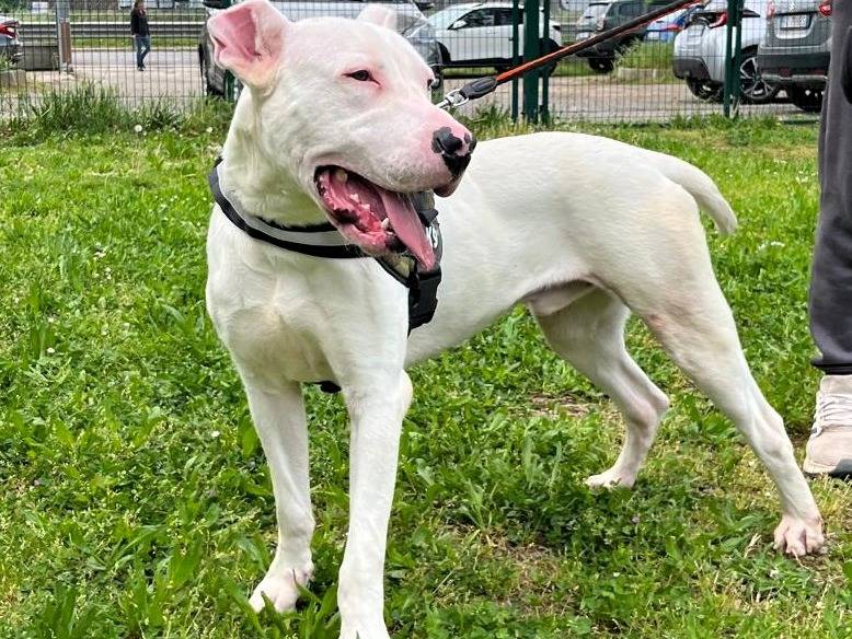 Adotta il cane ALBINO a Milano