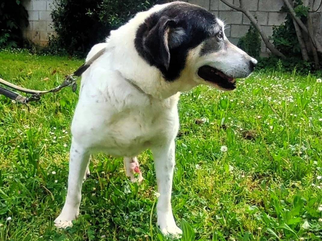 Adotta un cane, maschio, 14 anni e 3 mesi, Milano