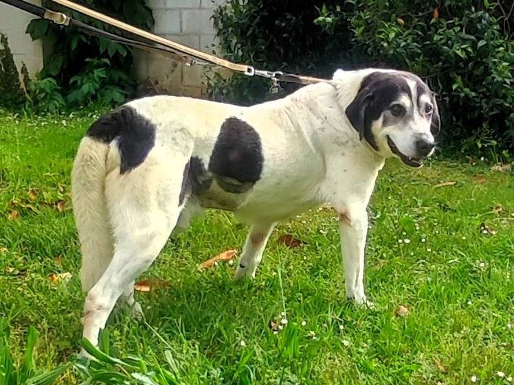 Adotta un cane, taglia media, maschio, Milano
