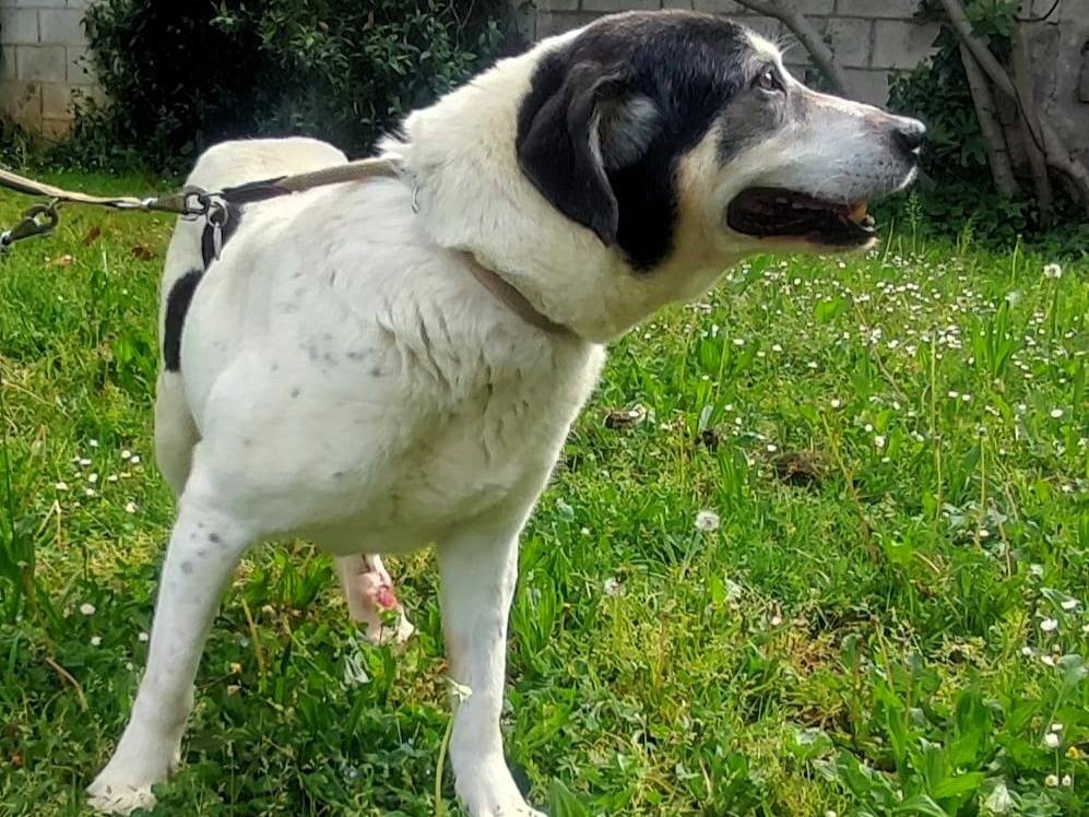 Vuoi adottare un cane a Milano?