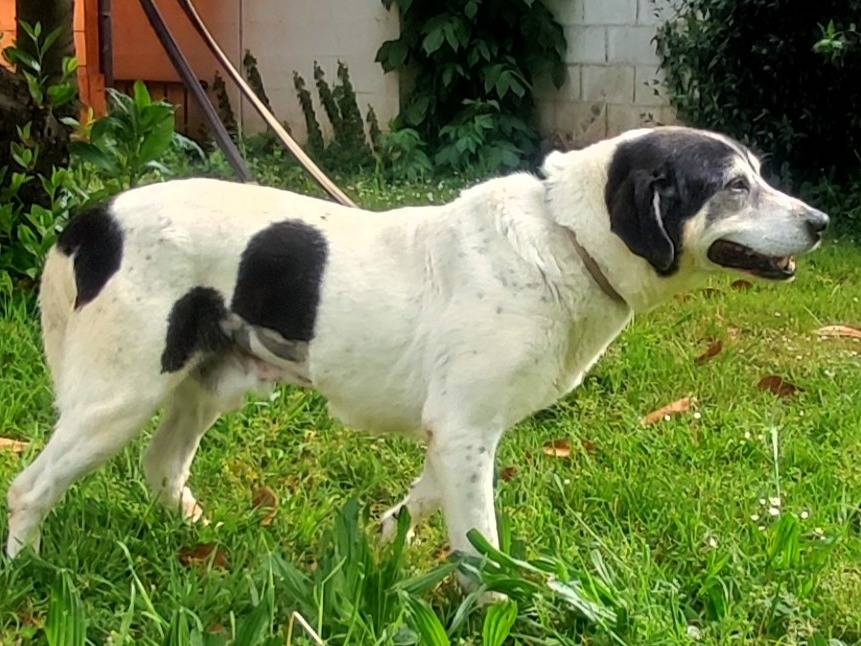 Adotta il cane VALERIO a Milano