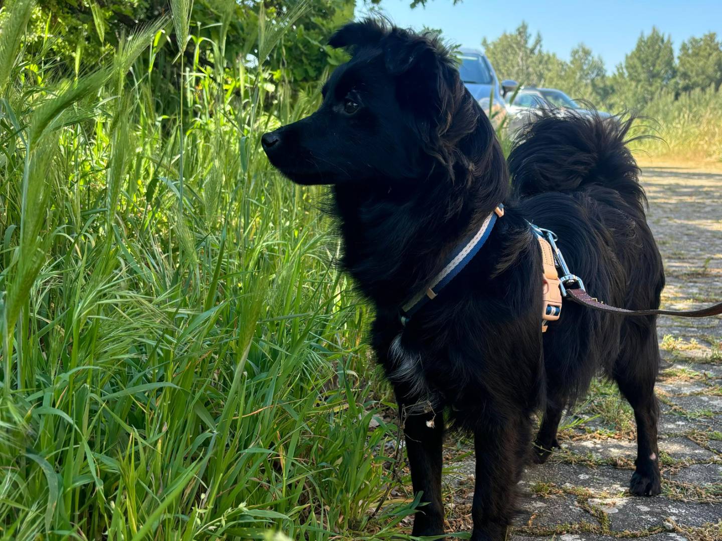 Adozione cane, maschio, Volpino di Pomerania Razza sconosciuta, 1 anno e 5 mesi, taglia piccola, Bari