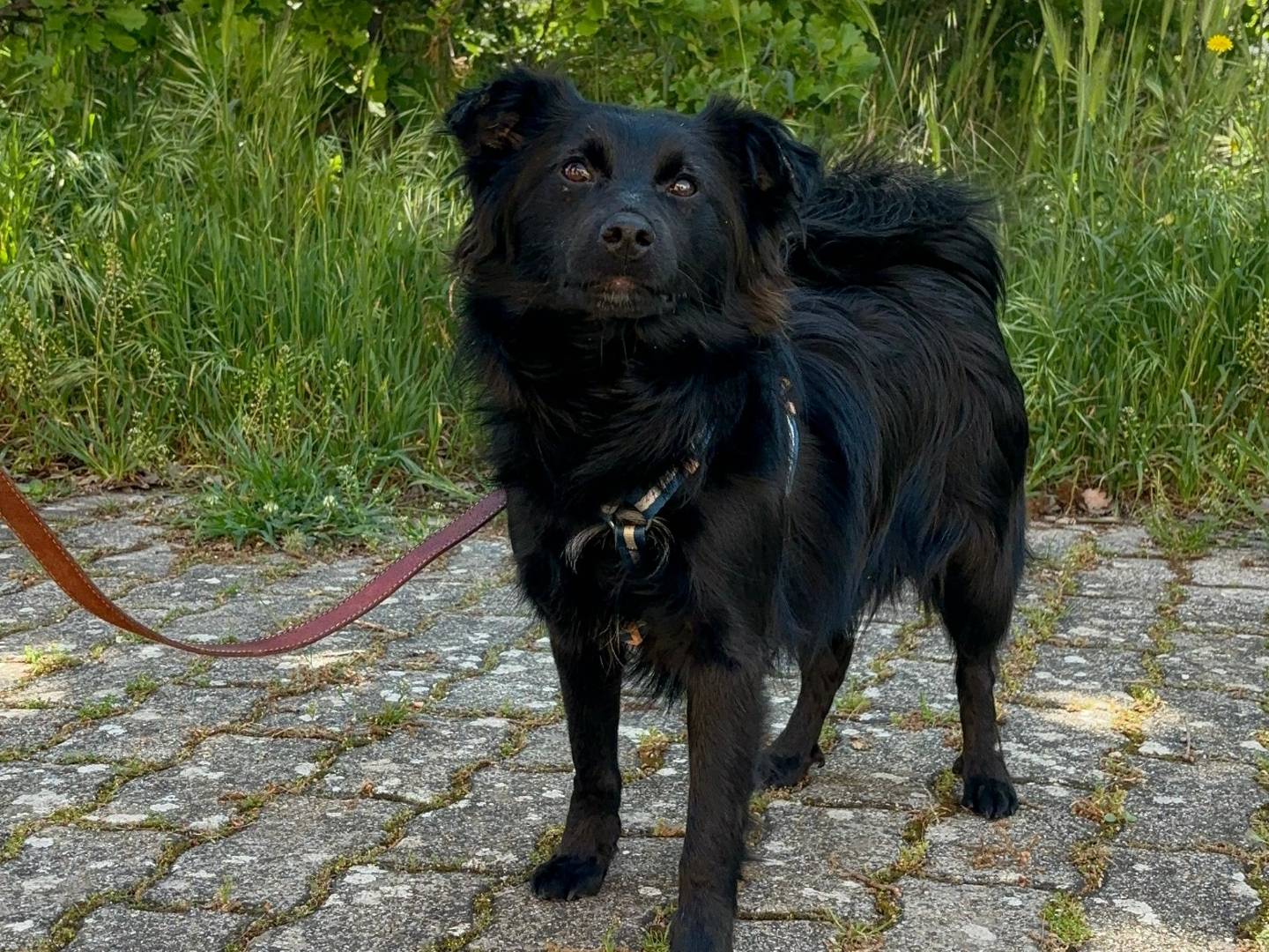 Adotta un cane, maschio, 1 anno e 5 mesi, Bari