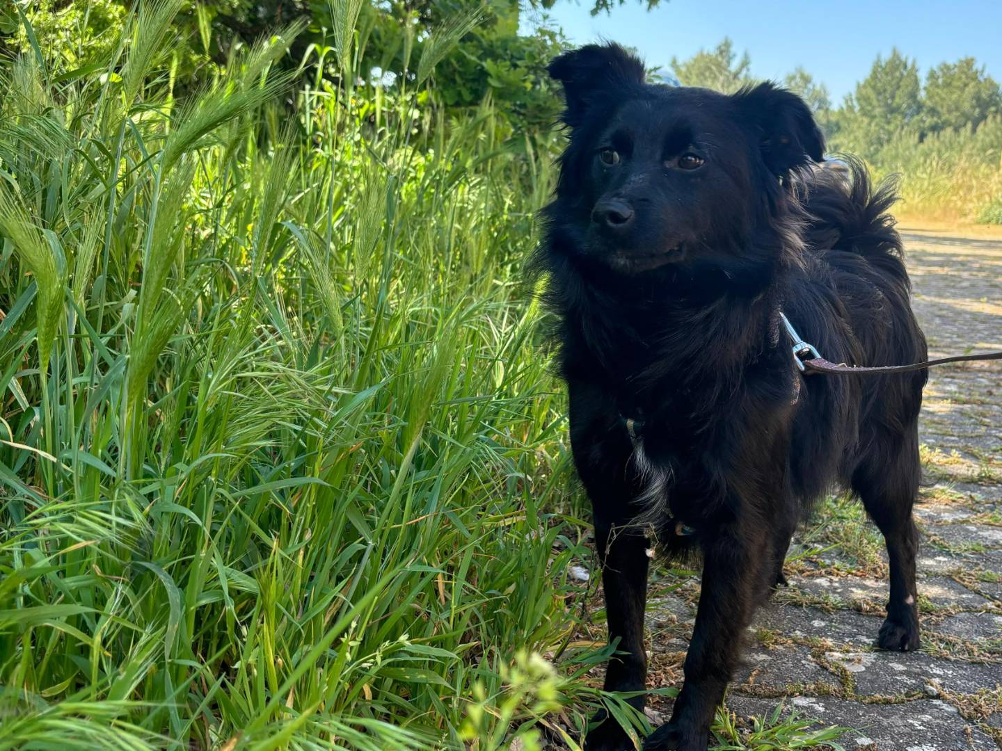 Adotta un cane, taglia piccola, maschio, Bari