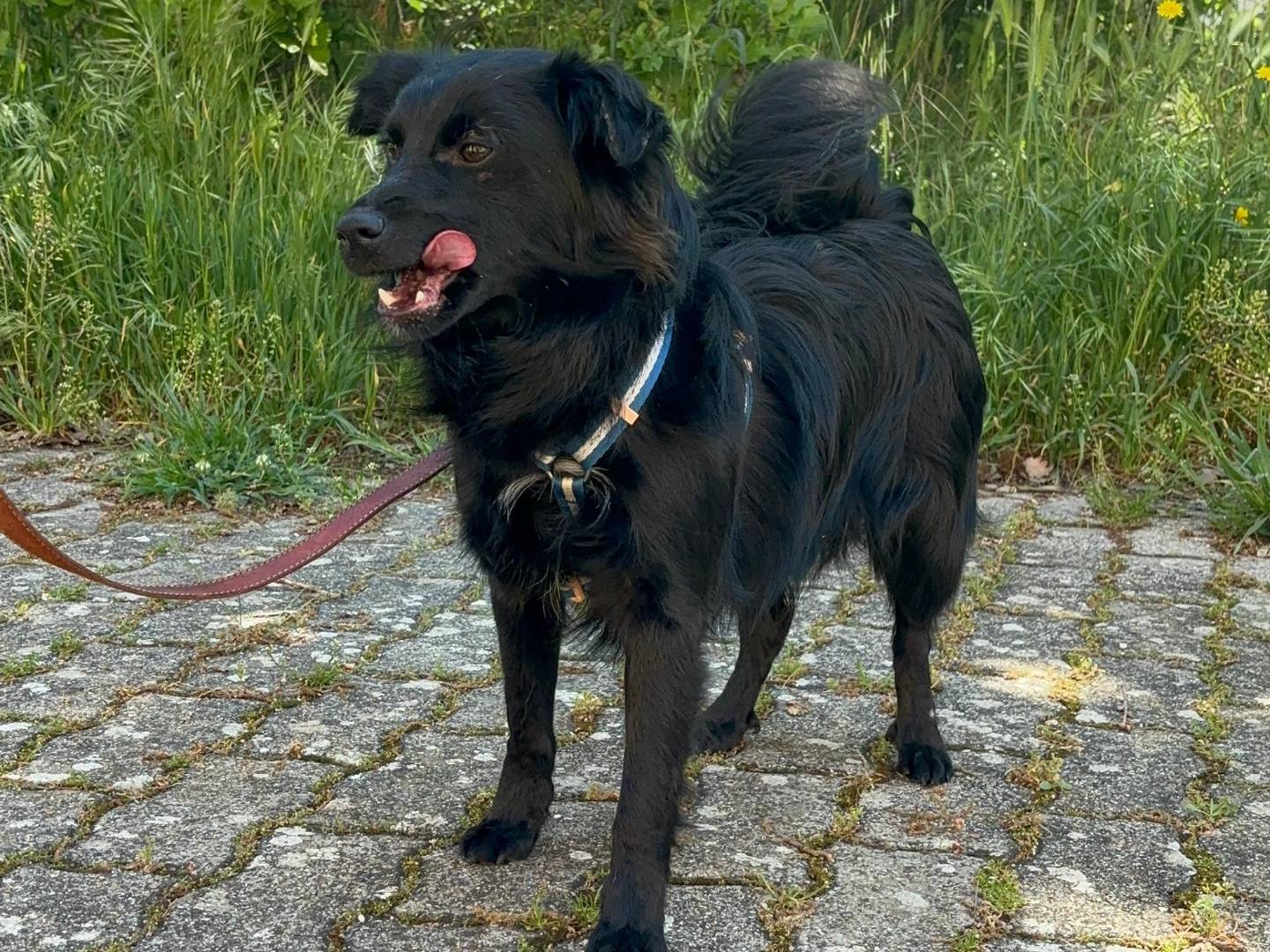 Vuoi adottare un cane a Bari?