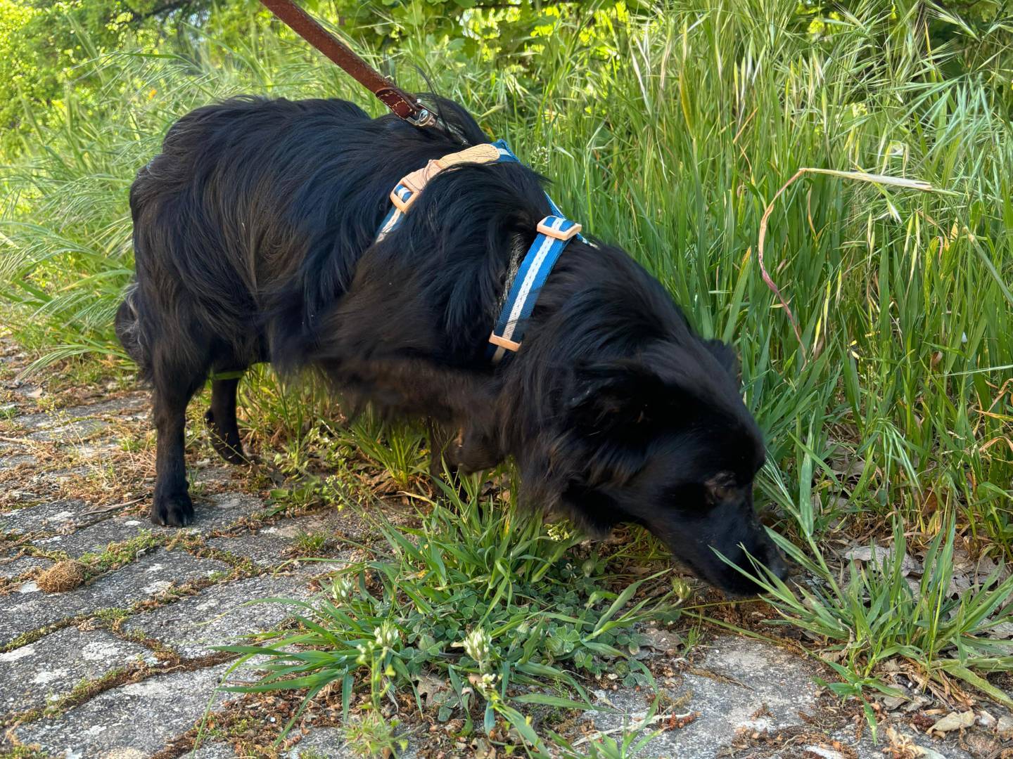 Adotta il cane Oliver a Bari