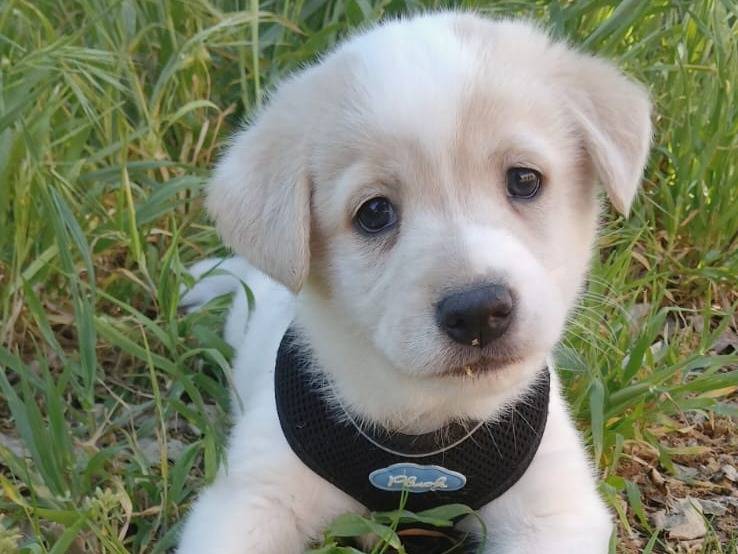 Adotta un cane, taglia media, maschio, Bari