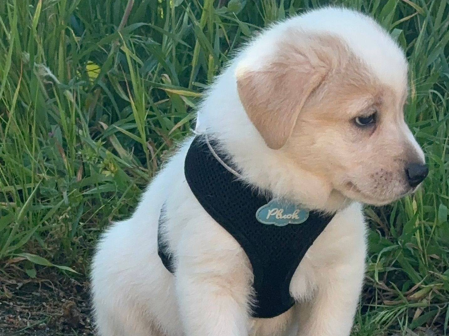 Vuoi adottare un cane a Bari?