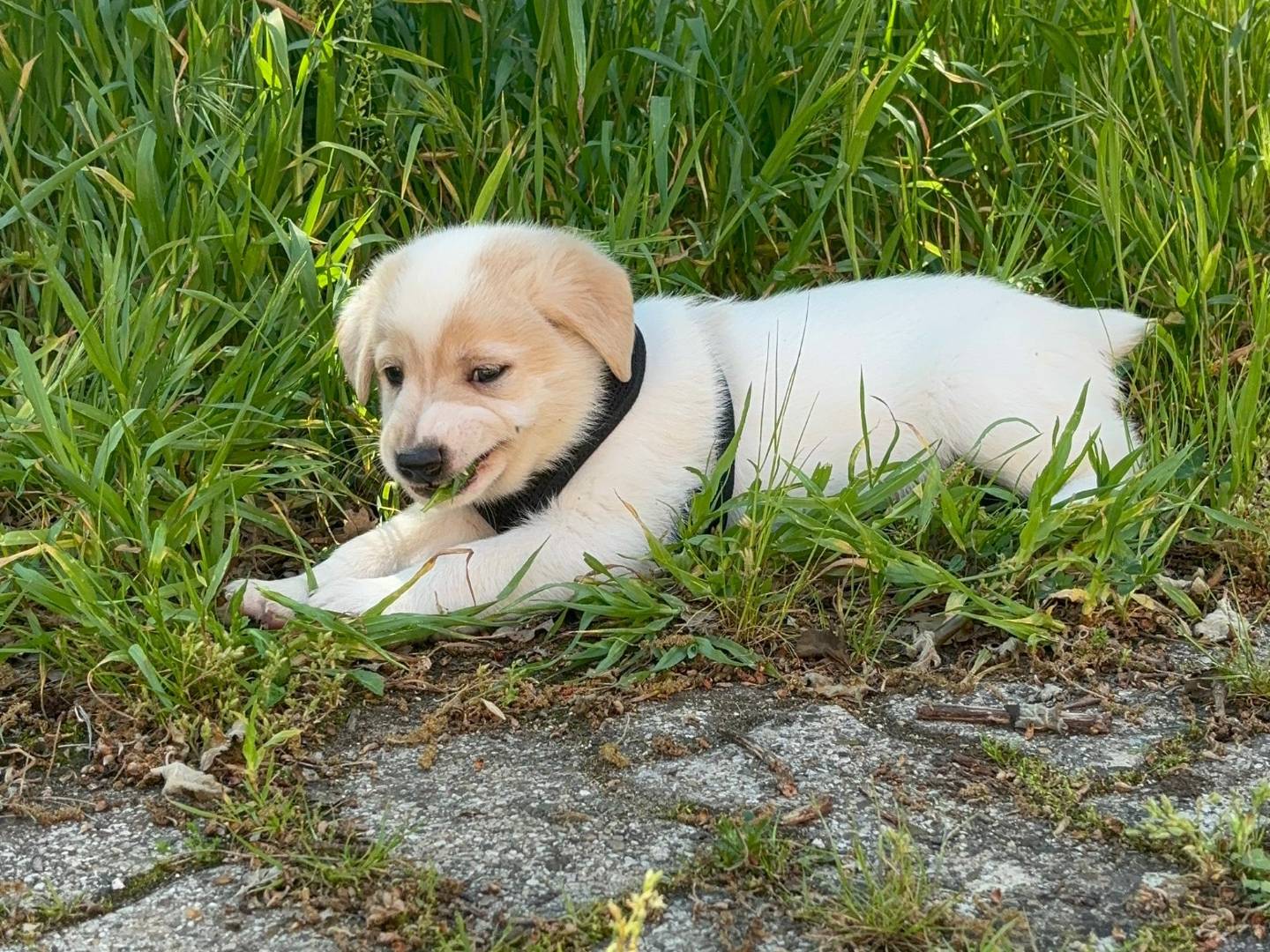 Adotta il cane Togo a Bari