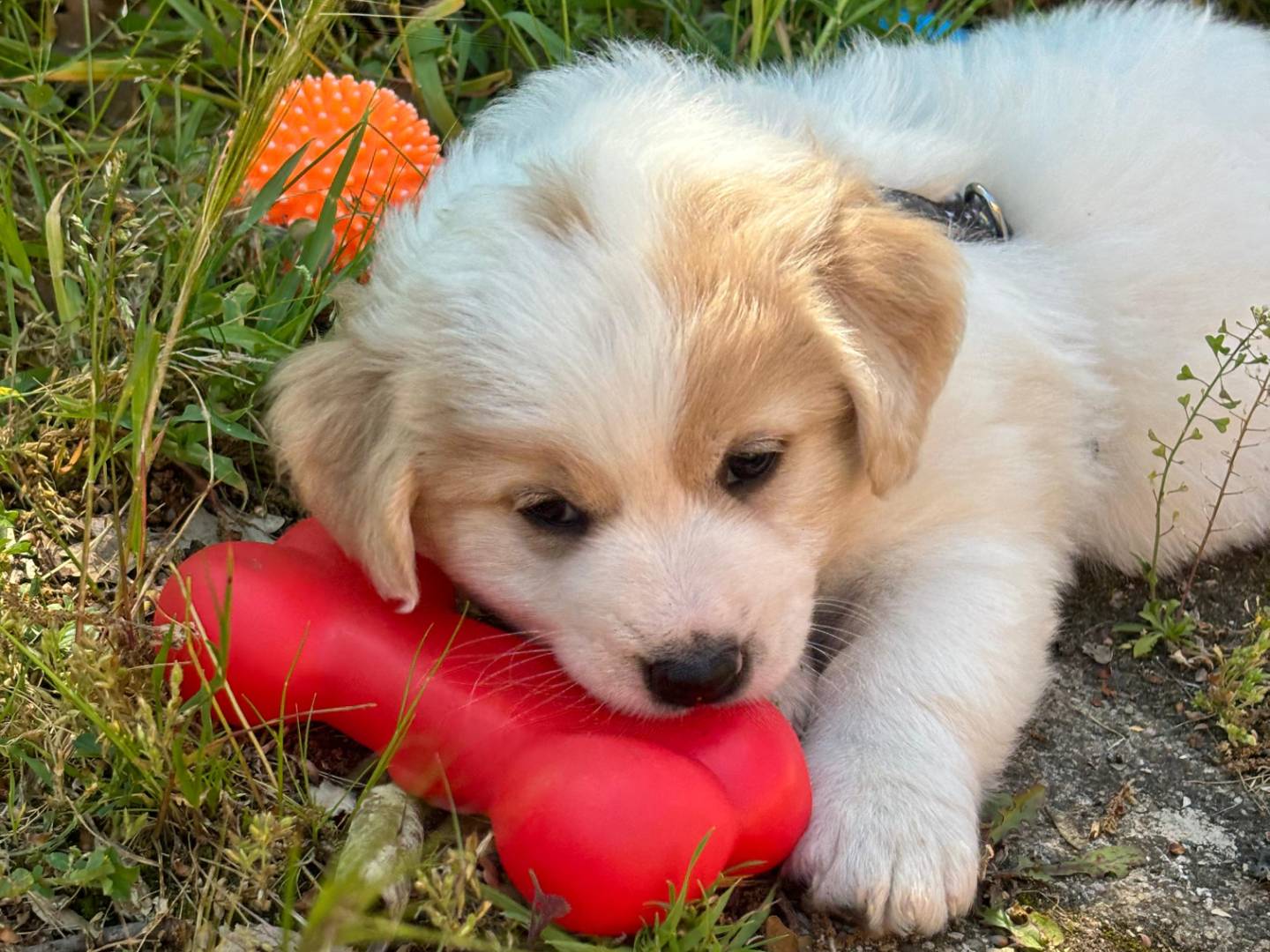 Adozione cane, maschio, Razza sconosciuta Razza sconosciuta, 3 settimane, taglia media, Bari