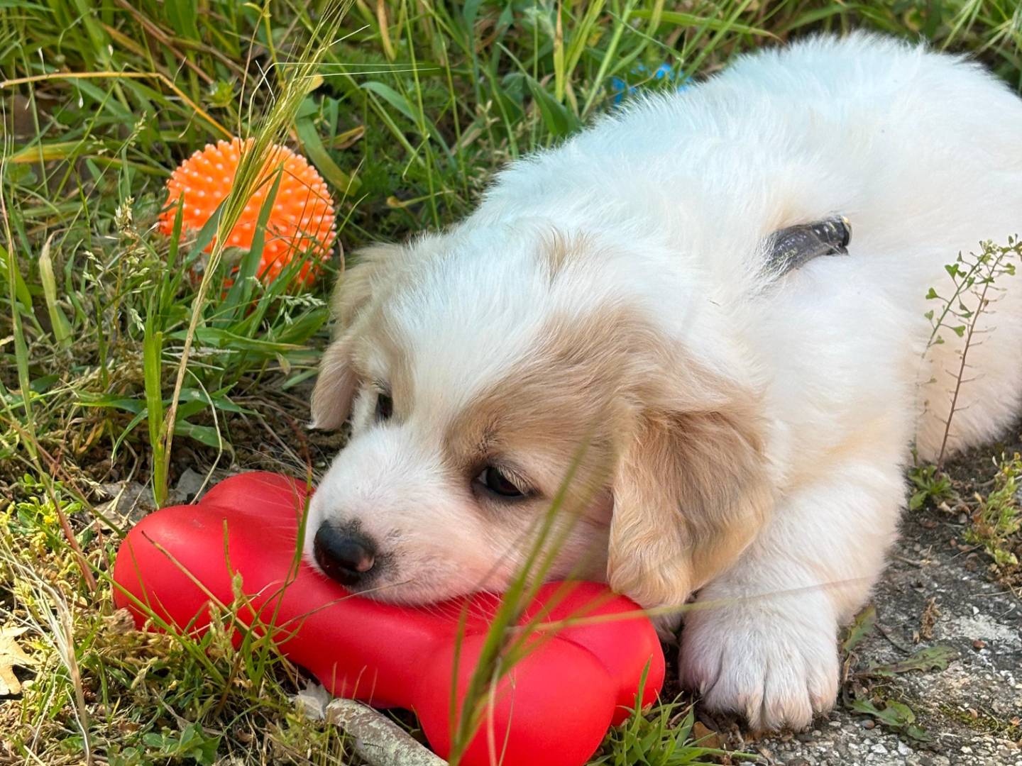 Adotta un cane, maschio, 3 settimane, Bari