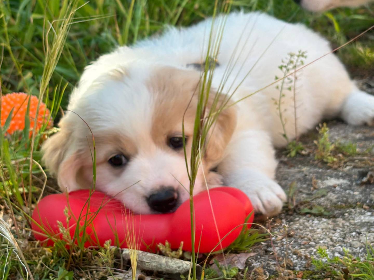 Adotta un cane, taglia media, maschio, Bari