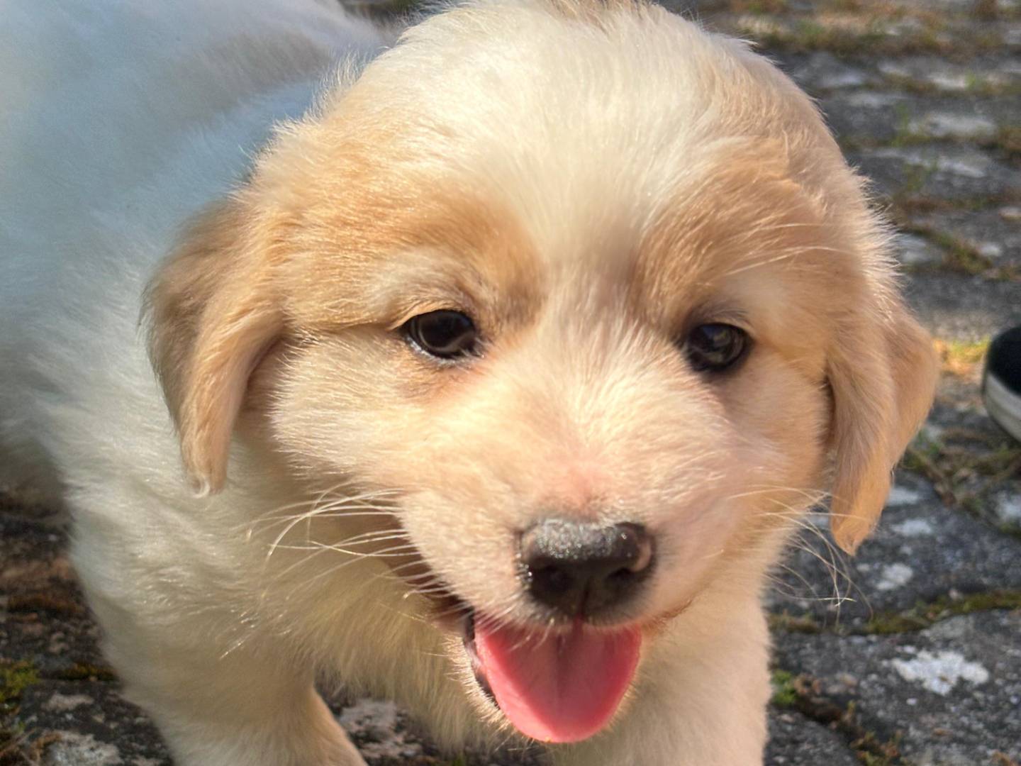 Vuoi adottare un cane a Bari?