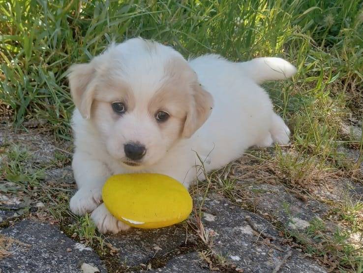 Adotta il cane Dante a Bari