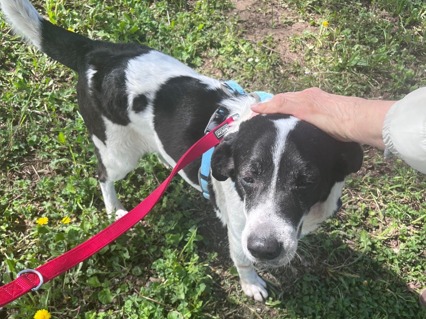 Adotta un cane, maschio, 8 anni e 3 mesi, Vicenza