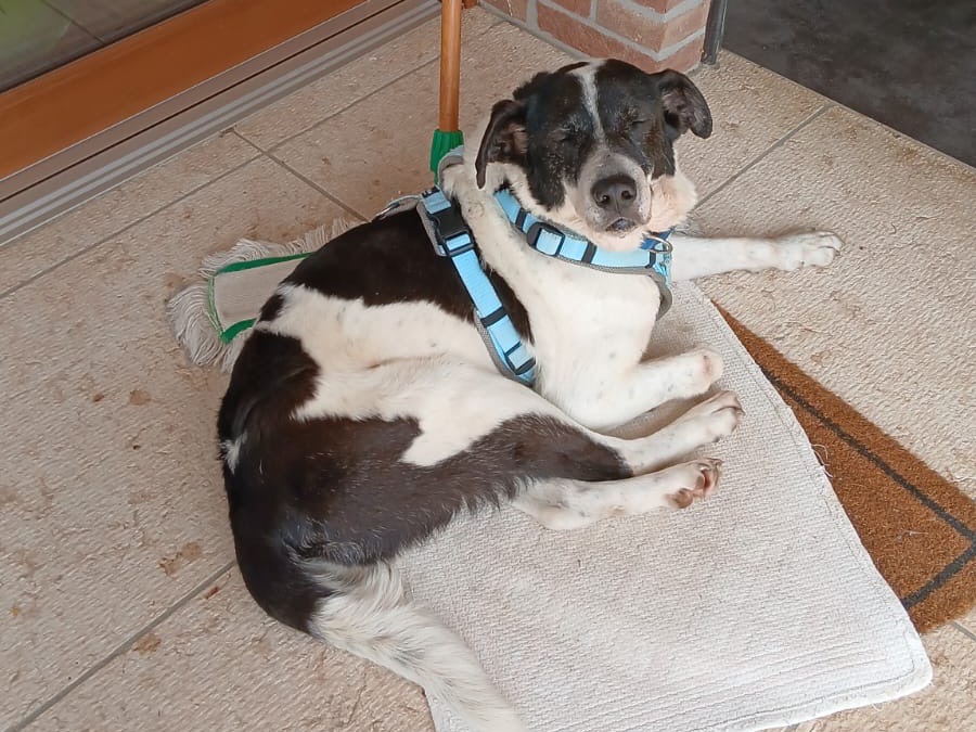 Adotta un cane, taglia media, maschio, Vicenza