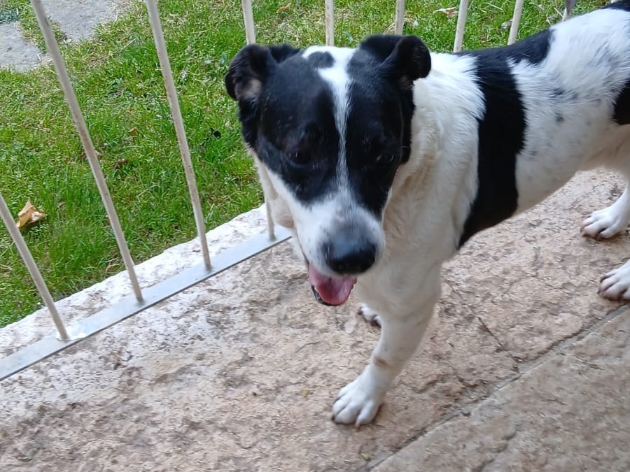 Vuoi adottare un cane a Vicenza?