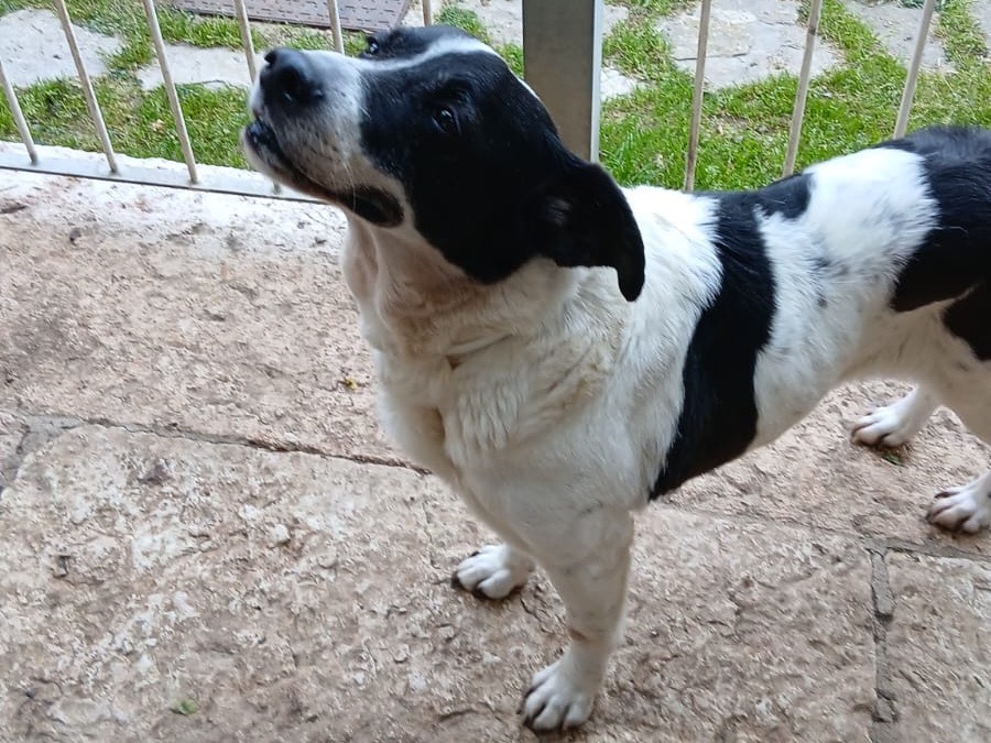 Adotta il cane Coffee a Vicenza