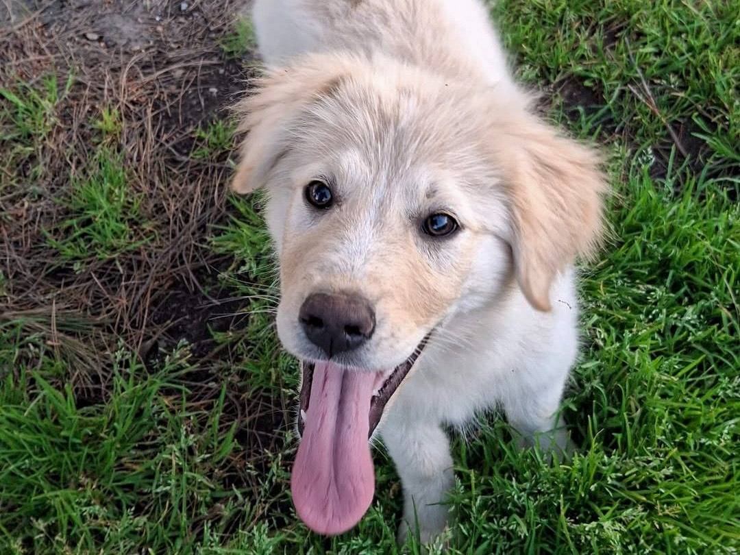 Adotta un cane, femmina, 3 mesi, Crotone