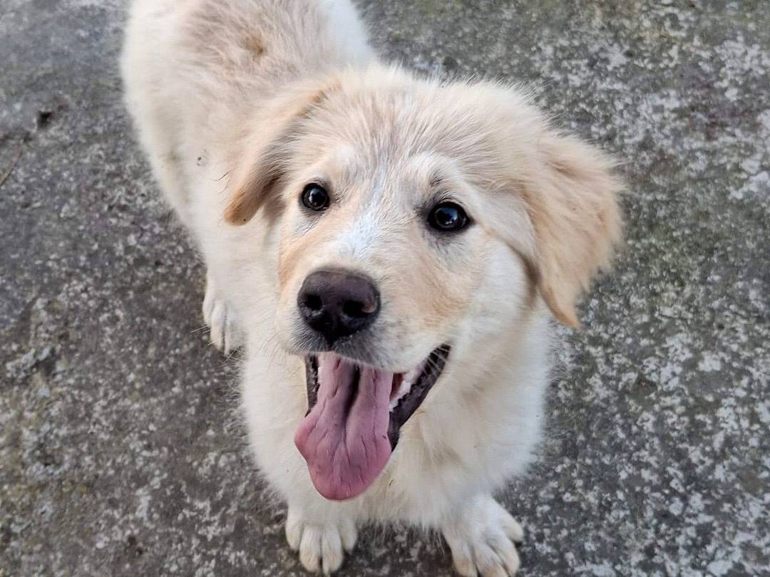 Adotta un cane, taglia media, femmina, Crotone