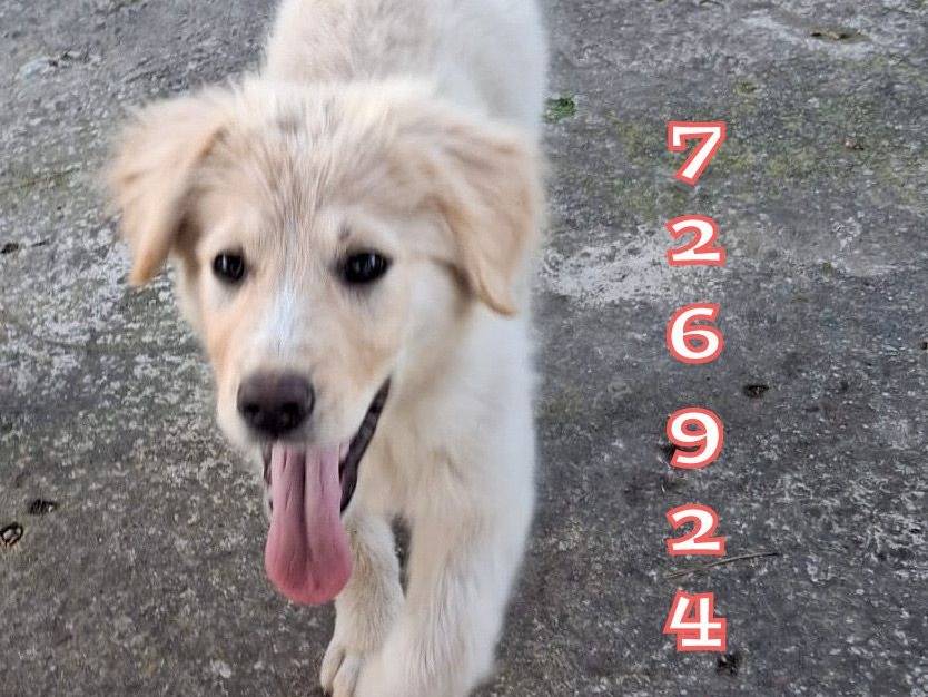 Vuoi adottare un cane a Crotone?