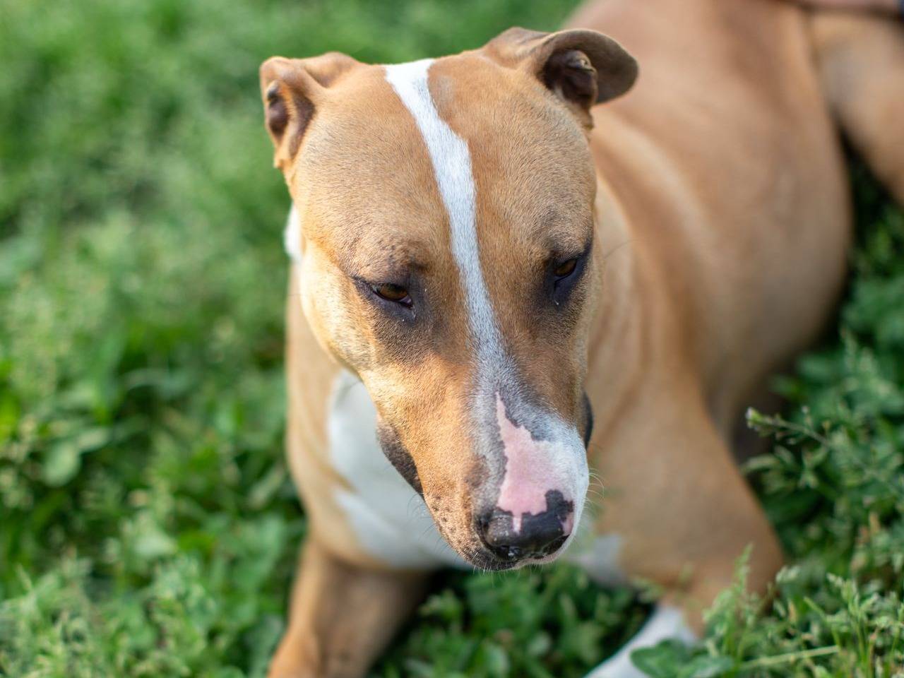 Adozione cane, femmina, Bull Terrier Razza sconosciuta, 1 anno, taglia media, Milano