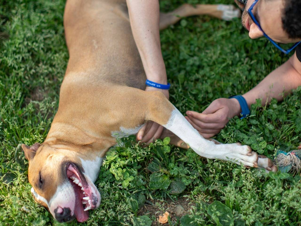 Adotta un cane, femmina, 1 anno, Milano