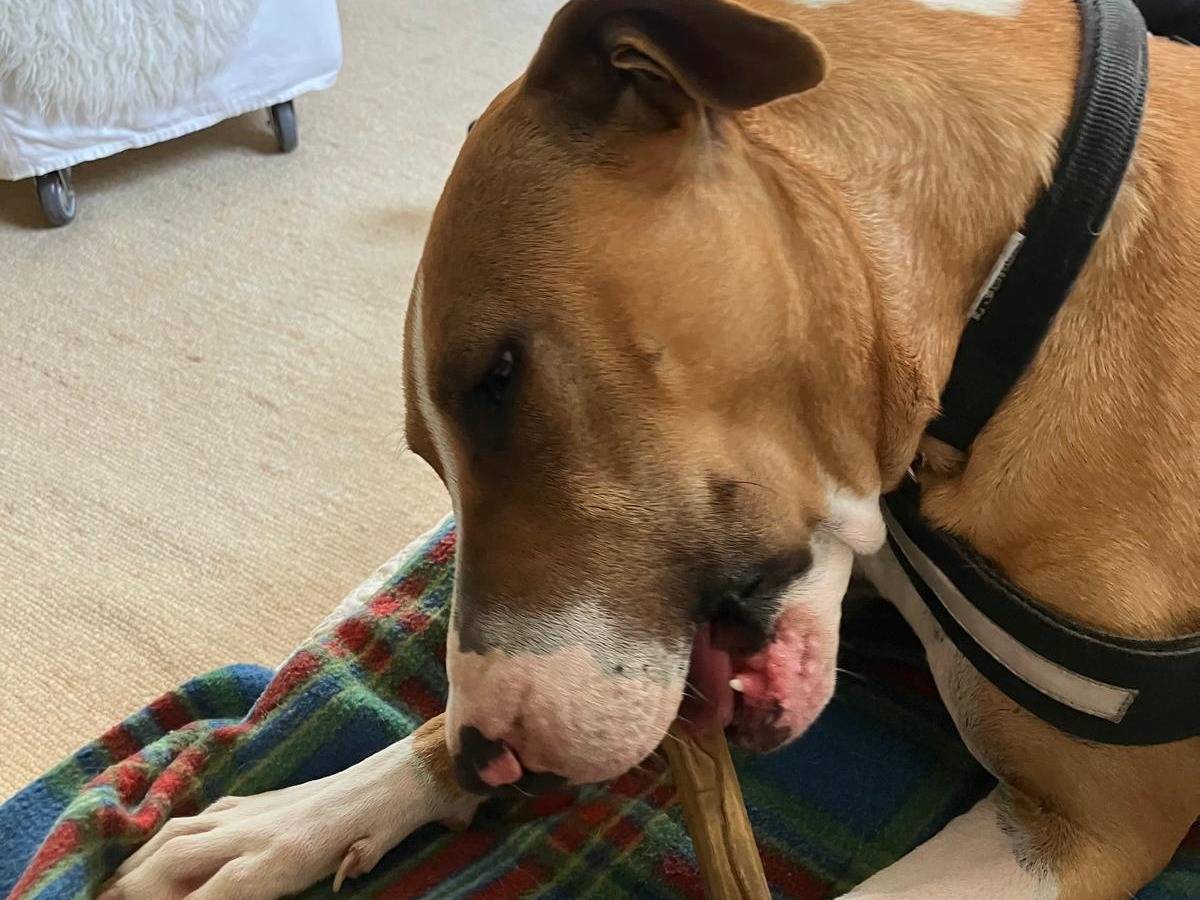 Adotta un cane, taglia media, femmina, Milano