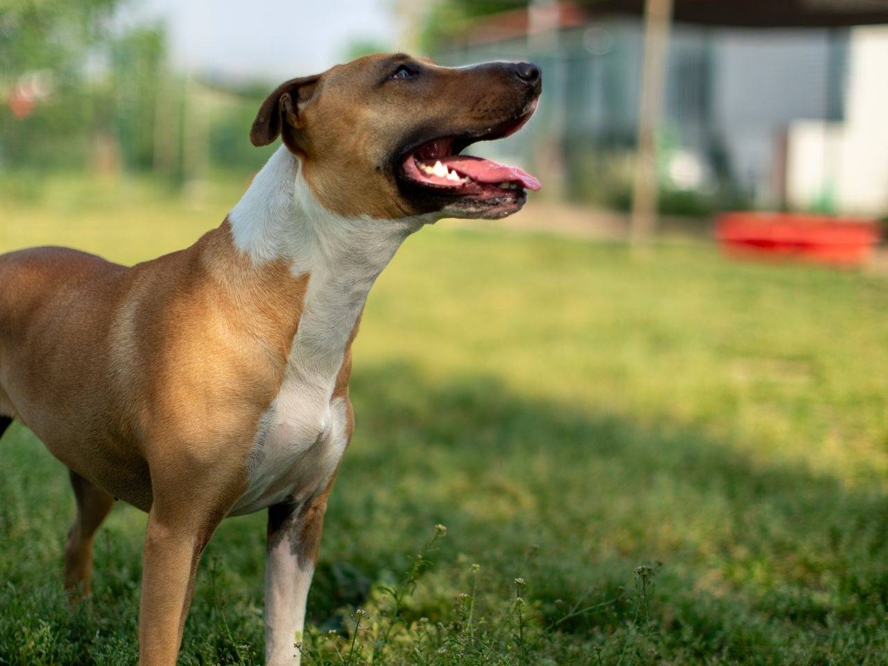 Vuoi adottare un cane a Milano?