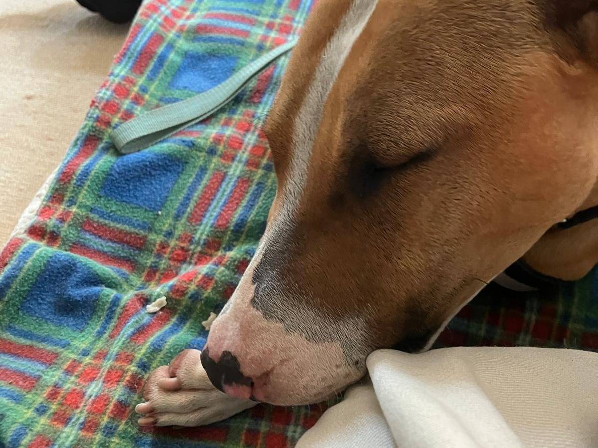 Adotta il cane Sol a Milano