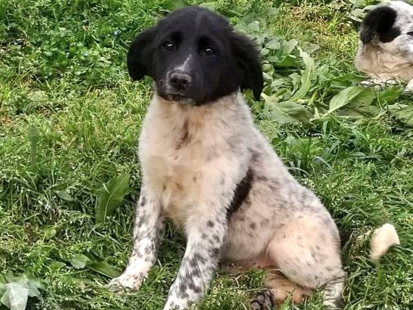 Adozione cane, femmina, Border Collie Setter Inglese, 3 mesi, taglia media, Varese