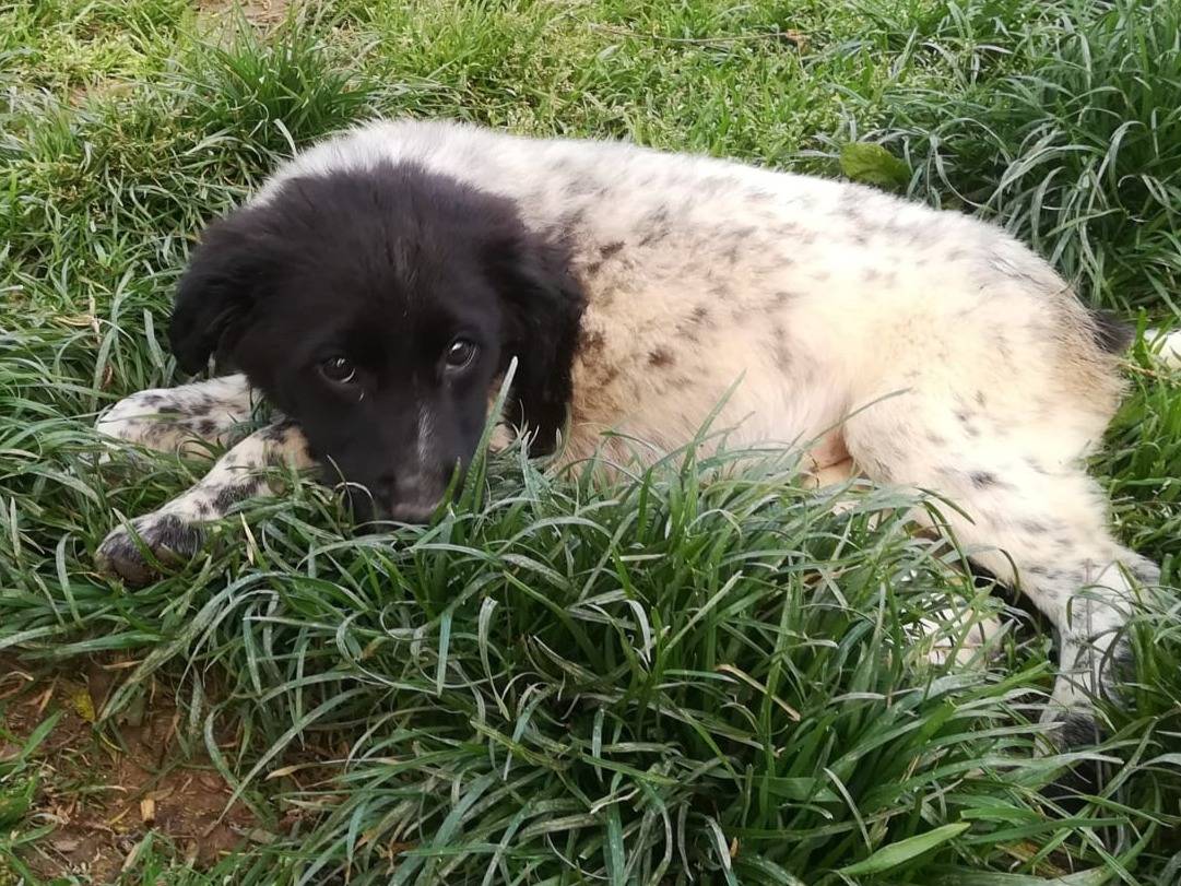 Adotta un cane, femmina, 3 mesi, Varese