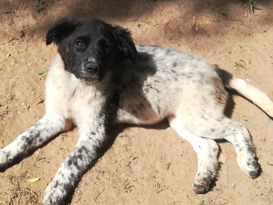 Adotta un cane, taglia media, femmina, Varese