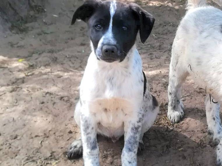 Adotta un cane, maschio, 3 mesi, Varese