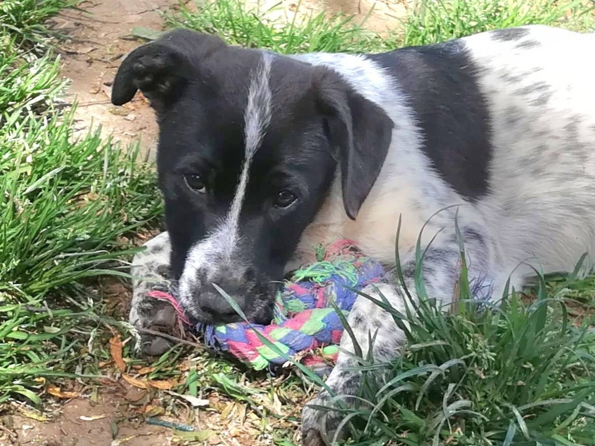 Adotta un cane, taglia media, maschio, Varese