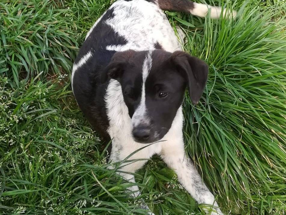 Adotta il cane ZACK MIX SETTERINO  a Varese