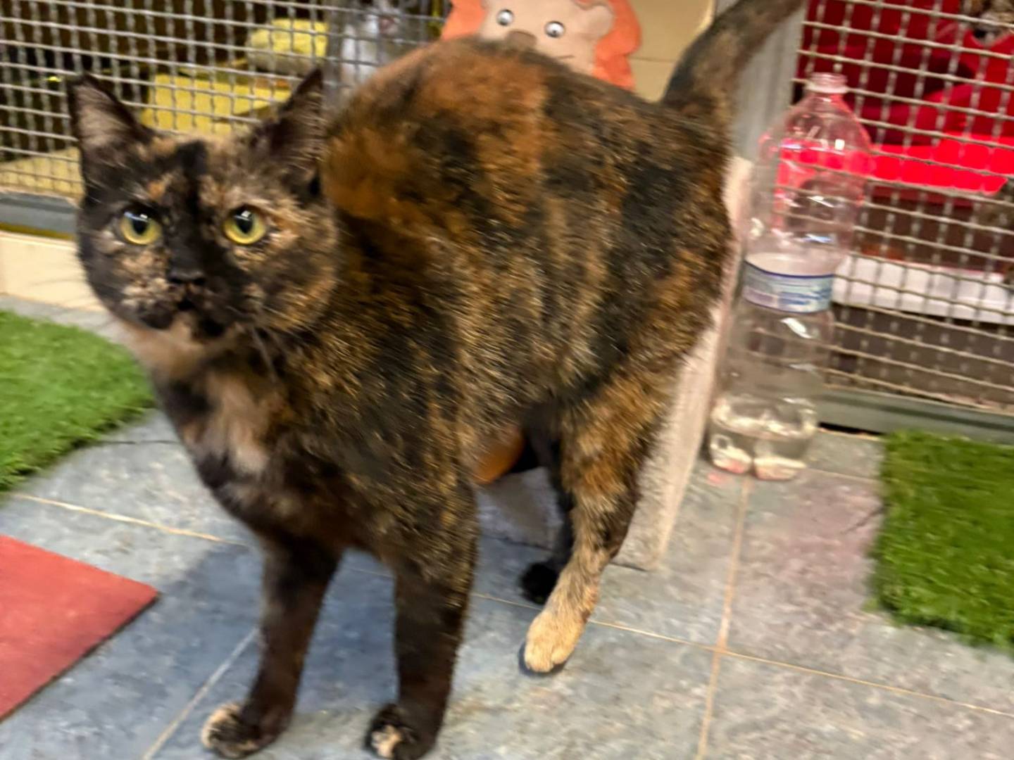 Vuoi adottare un gatto a Milano?